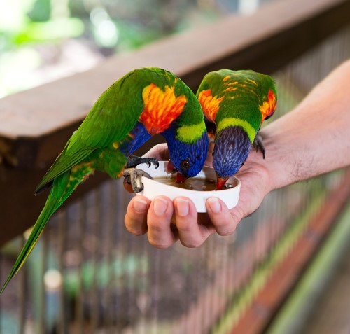 Blackbutt Reserve