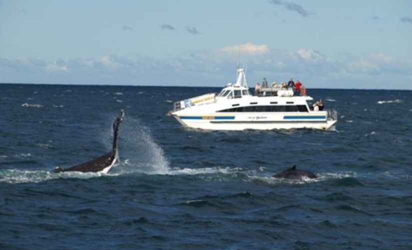 Whale watching tour with Nova Cruises