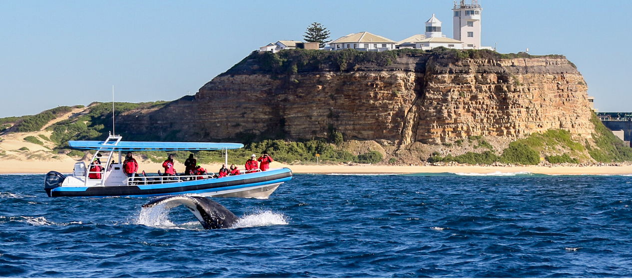 Whale watching cruise with CoastXP 