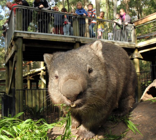 Blackbutt Reserve