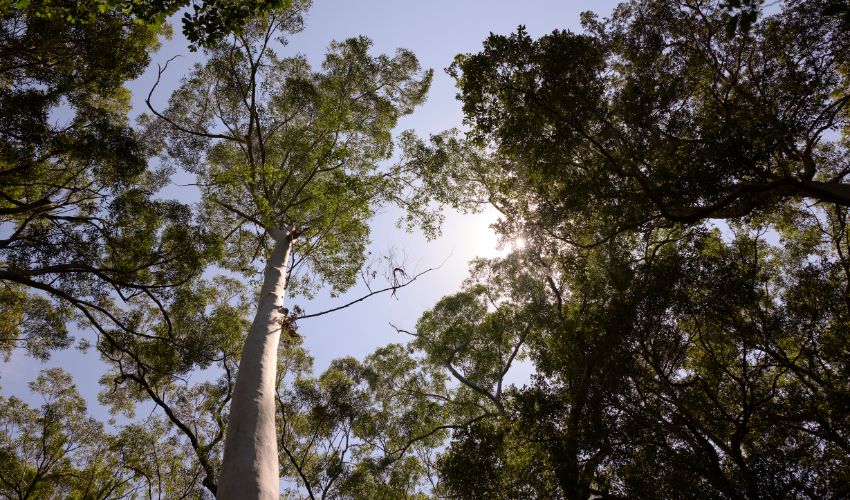 Looking up at the tree canopies in Blackbutt Nature Reserve