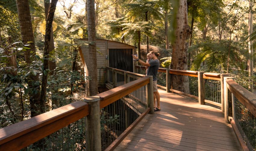 Elevated wooden boardwalks at Blackbutt Nature Reserve