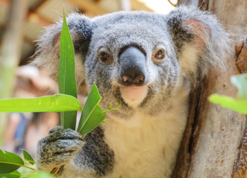 Blackbutt Reserve