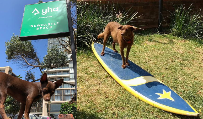 YHA Newcastle Beach