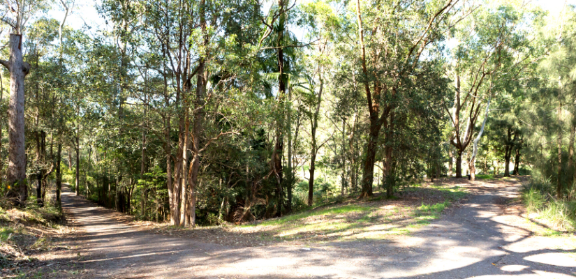 Walking trail in Blackbutt Reserve 