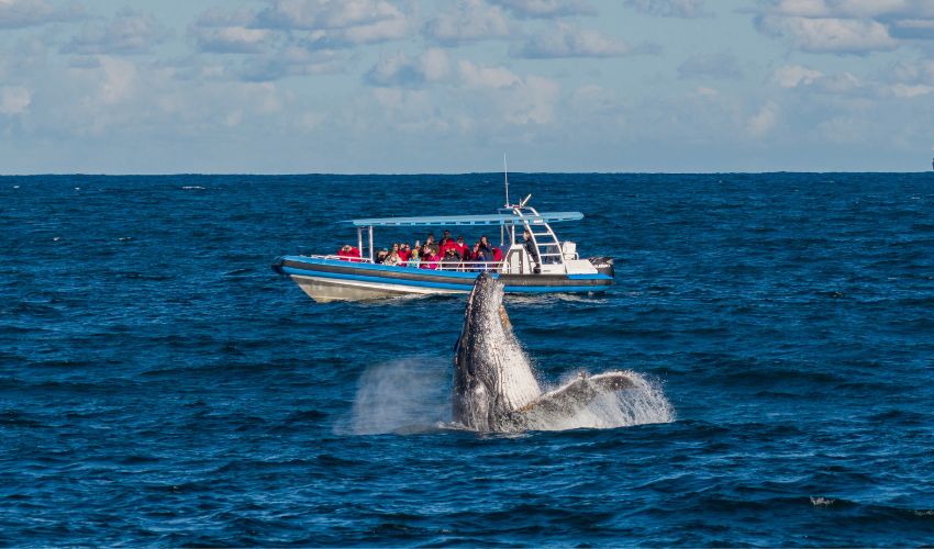 A whale breaches in front of a tour group aboard Coast XP's Atmos
