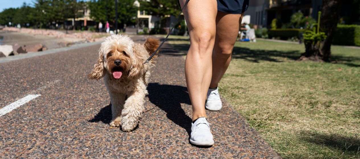 Dog friendly guide to Newcastle - Where to stay, play and eat