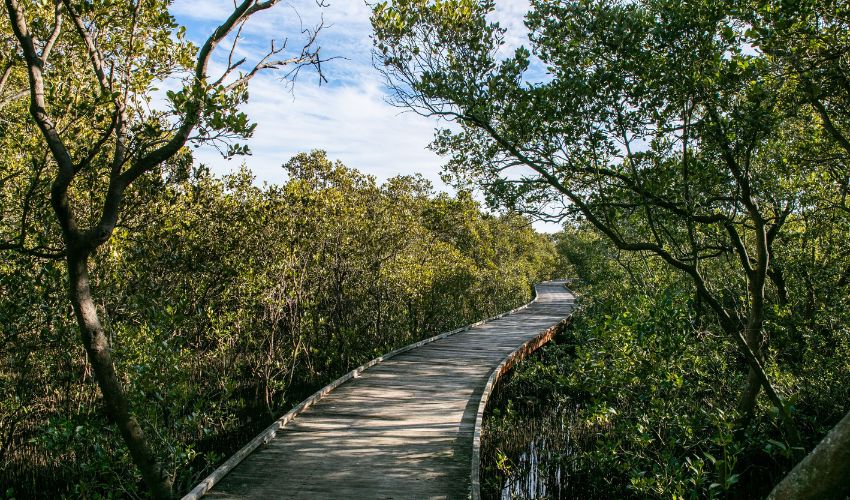 Wide wooden boardwalk through a section of Hunter Wetlands. 