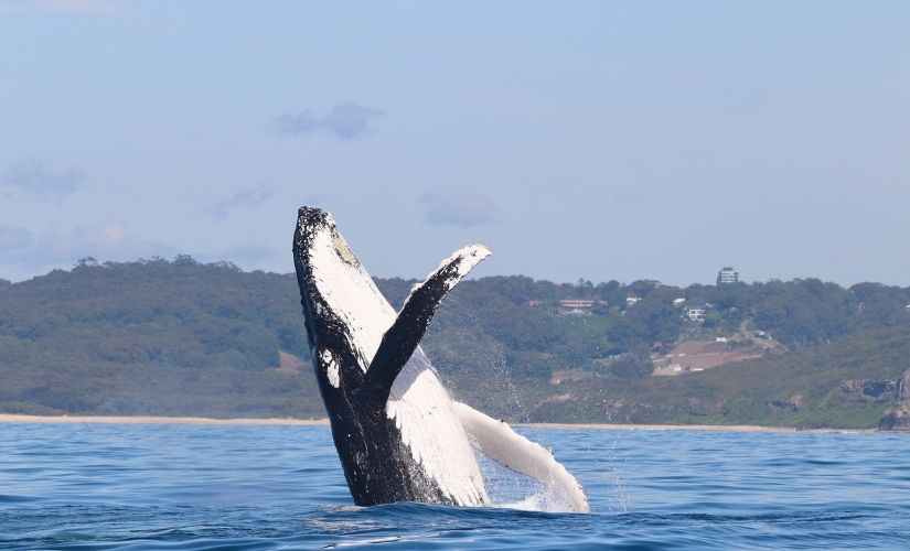 Whale breaching © CoastXP