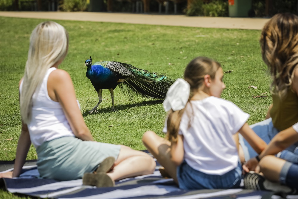 Blackbutt Reserve