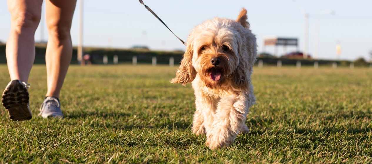 Your guide to Newcastle's dog friendly venues